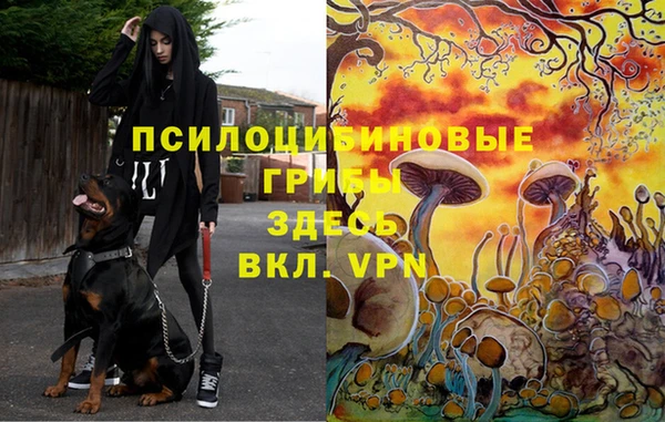 крисы Богданович